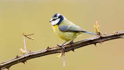 Blue Tit against a yellow background