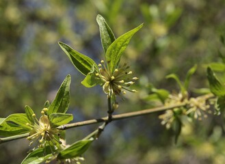 Cornus mas tree with growing fruits after blooming macro