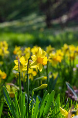 Blooming yellow decorative daffodils. Beautiful floral background. vertical