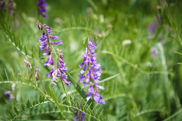 Mousepea close-up. Blue and purple flowers. Plant of the legume family. Valuable fodder and honey plant. Natural background of plants in the wild.