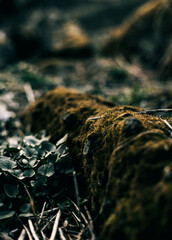 closeup of moss and rock in the forest