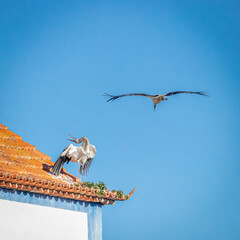 Storch in der Paarung - Störche in der Paarungszeit