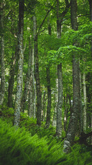 Beautiful forest with green and vivid colors © Rodrigo