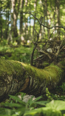 Fototapeta premium Old and dead tree covered by moss in the depths of the forest
