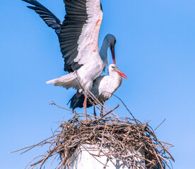 Storch in der Paarung - Störche in der Paarungszeit