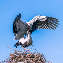 Storch in der Paarung - Störche in der Paarungszeit