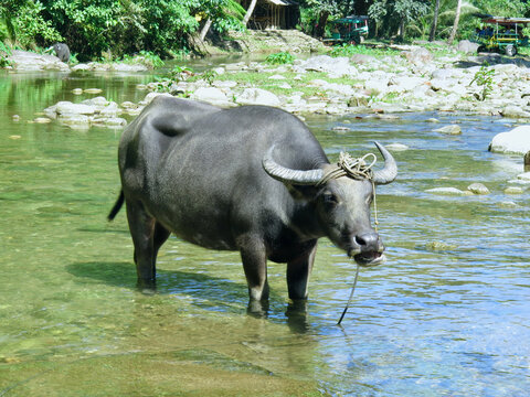 Water buffalo in the water. Bull Tamaraw. A buffalo with two horns stands in a shallow river among the jungle.