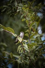 Vertical closeup of a hummingbird perched on a thin branch with green leaves