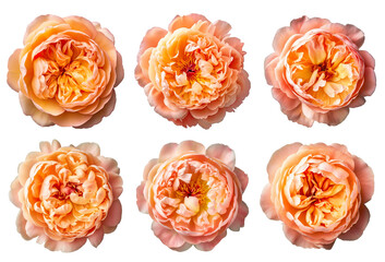 Assorted peach orange peony flower heads on transparent PNG background. Generative AI.	 - obrazy, fototapety, plakaty