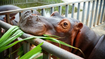 Close-up shot of a hippopotamus trying to eat leaves