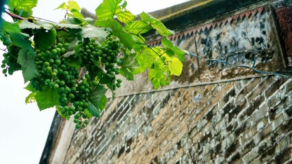 Closeup of a raw grapevine stretched upon an outdoors cable against a brick house