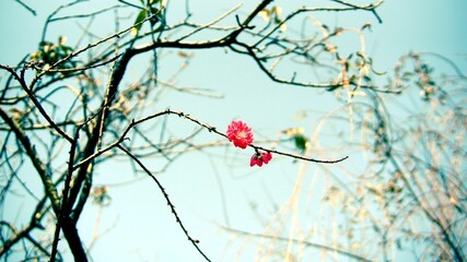Low-angle view of a red flower blooming on a branch of a tree