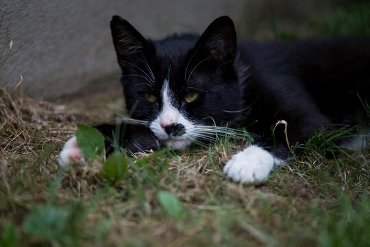 Close-up of a black cute cat with white spots lying on green grass near stone wall in the daytime