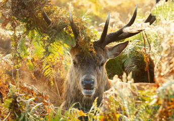 Portrait of a red deer stag with foliage on antlers during the rut in autumn
