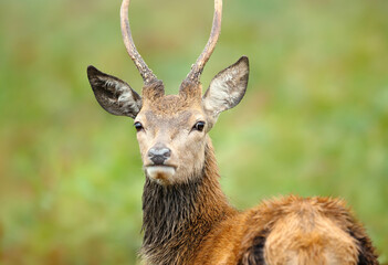 Portrait of a young Red Deer stag