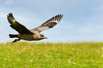 Close-up of a Great skua in flight
