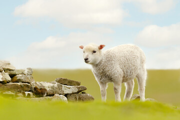 Close-up of a cute little lamb in spring