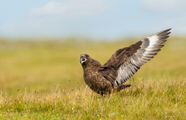 Great Skua calling and displaying wings to show territory