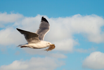 Fototapeta premium European herring gull in flight with nesting material against blue cloudy sky