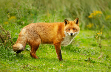 Naklejka na ściany i meble Close-up of a red fox on green grass