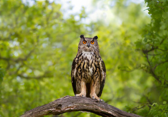 Eurasian Eagle Owl perched on a tree branch