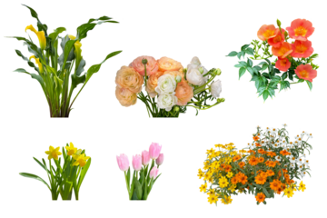 チューリップやラナンキュラスなどの花の切抜き（背景透過）