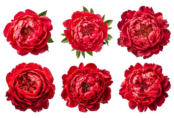 Assorted red peony flower heads on transparent PNG background. Generative AI.	