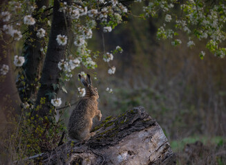 Naklejka na ściany i meble Brown hare on a dead tree at sunrise standing up