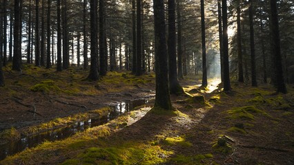 Scenic view of a green forest after rain in the morning in Wicklow Mountains, Ireland