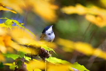 Closeup of a black-capped chickadee, Poecile atricapillus surrounded by bright yellow foliage.