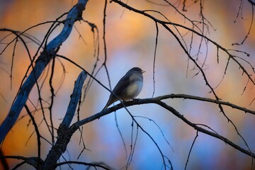 Closeup of a dark-eyed junco perched on a tree branch. Junco hyemalis.