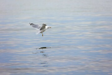 View of a beautiful Ring-billed Gull flying over a calm lake