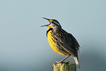 Closeup shot of a eastern meadowlark in the background of sky
