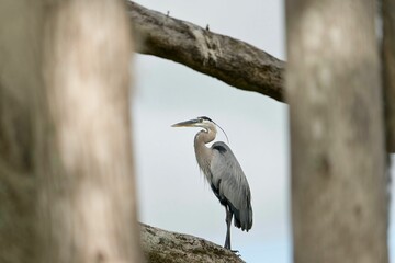 Closeup shot of a great blue heron on the branch of a tree