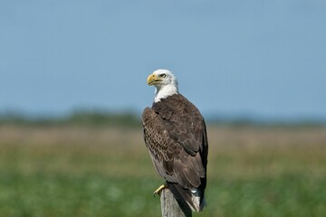 Bald eagle perching on top of a wooden post against a blurred background