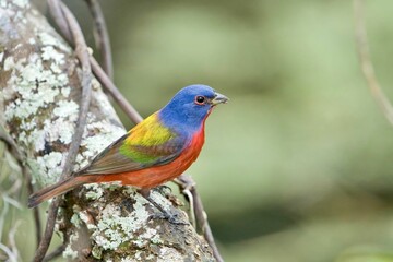 Painted bunting perching on a tree branch