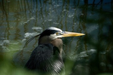 Great blue heron resting on a riverside