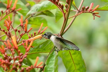 Ruby-throated hummingbird sipping nectar from flowers, closeup shot