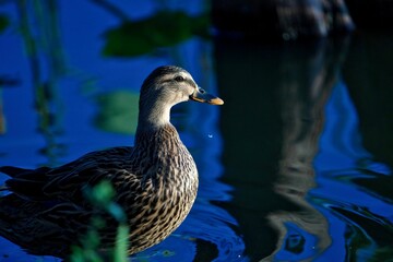 Closeup shot of a mallard duck on a calm shallow lake