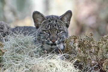 Gray bobcat lying on dried grasses in the wild