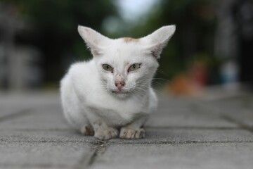 Closeup shot of an adorable white cat resting on a sidewalk