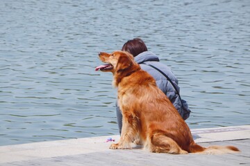 Woman sitting by the sea with her golden retriever dog