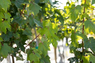 Closeup shot of green maple leaves on the branch