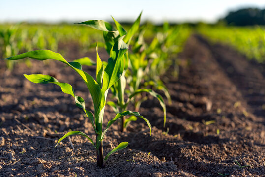 Green corn plants on a field