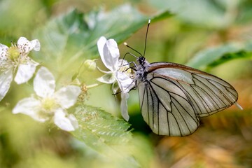 Black-veined white butterfly on a bramble plant, selective focus