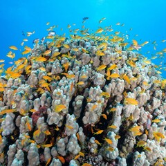 Plakat School of small yellow fishes swimming near coral reefs under the deep blue sea