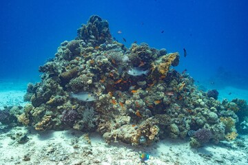 Naklejka na ściany i meble School of small fishes swimming near coral reefs under the deep blue sea