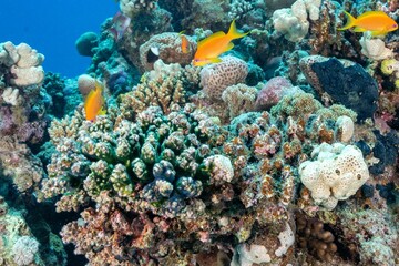 Fototapeta na wymiar School of small fishes swimming near coral reefs under the deep blue sea