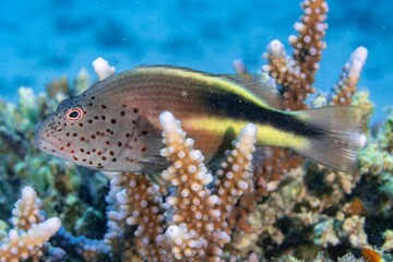 Freckled hawkfish swimming around a sharp textured coral reef under the sea