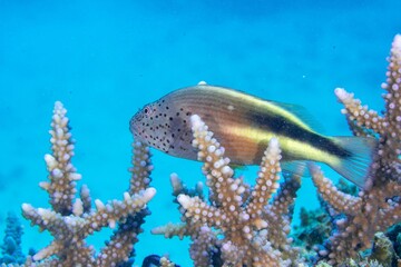Freckled hawkfish swimming around a sharp textured coral reef under the sea
